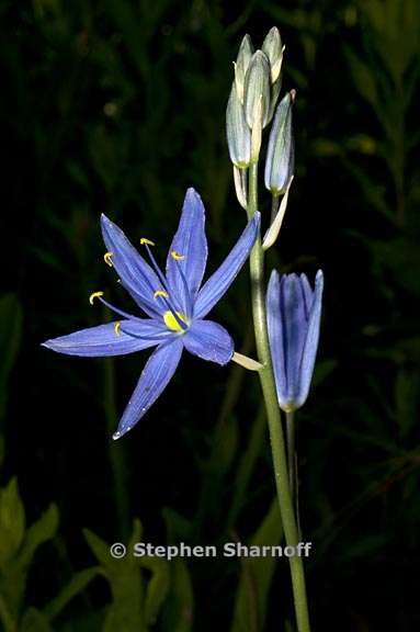 camassia leichtlinii ssp suksdorfii 4 graphic